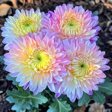 Attēlu rezultāti vaicājumam “Helianthemum x hybridum flower”