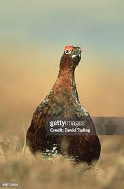 Attēlu rezultāti vaicājumam “Lagopus lagopus male”