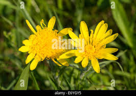 Attēlu rezultāti vaicājumam “Scorzonera humilis bud”