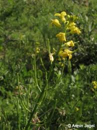 Attēlu rezultāti vaicājumam “Barbarea vulgaris subsp. arcuata”