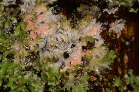 Attēlu rezultāti vaicājumam “Erythricium aurantiacum”