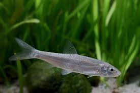 Image result for Chondrostoma nasus