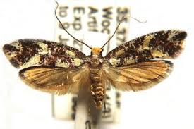 Attēlu rezultāti vaicājumam “Tineidae”