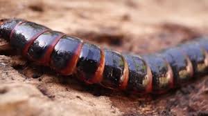 Attēlu rezultāti vaicājumam “Lygistopterus sanguineus larva”