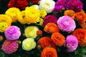 Attēlu rezultāti vaicājumam “Ranunculus mendax flower”