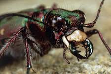 Attēlu rezultāti vaicājumam “Cicindela campestris imago”