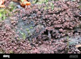 Attēlu rezultāti vaicājumam “Cribraria cancellata”