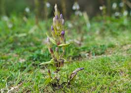 Attēlu rezultāti vaicājumam “Gentianella amarella”