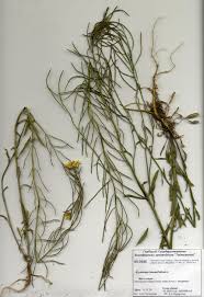 Attēlu rezultāti vaicājumam “Erysimum hieracifolium”