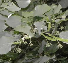 Attēlu rezultāti vaicājumam “Tilia tomentosa leaf”
