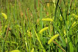 Attēlu rezultāti vaicājumam “Carex vesicaria”