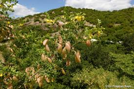 Image result for Colutea arborescens