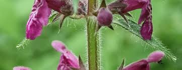 Attēlu rezultāti vaicājumam “Stachys sylvatica bud”