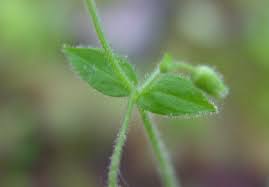 Attēlu rezultāti vaicājumam “Craterium aureonucleatum young”