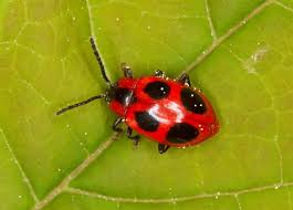 Attēlu rezultāti vaicājumam “Endomychus coccineus”
