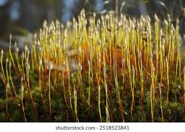 Attēlu rezultāti vaicājumam “Tortula muralis sporophyte”