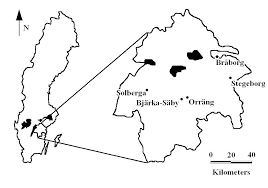Attēlu rezultāti vaicājumam “Cliostomum corrugatum”