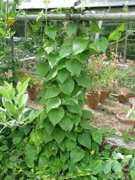 Attēlu rezultāti vaicājumam “Thladiantha dubia leaf”