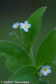 Attēlu rezultāti vaicājumam “Myosotis sparsiflora flower”