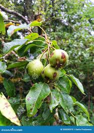 Attēlu rezultāti vaicājumam “Pyrus pyraster fruit”