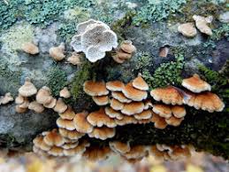 Attēlu rezultāti vaicājumam “Plicatura nivea”