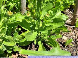 Attēlu rezultāti vaicājumam “Calendula officinalis leaf”
