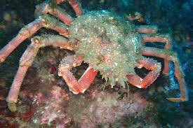 Image result for Maja brachydactyla