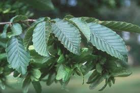 Attēlu rezultāti vaicājumam “Carpinus betulus leaf”