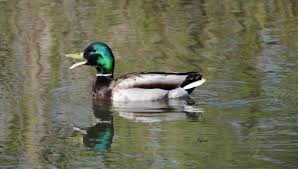 Attēlu rezultāti vaicājumam “Anseriformes”