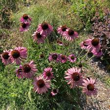 Attēlu rezultāti vaicājumam “Enteridium olivaceum young”