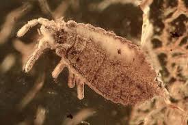 Attēlu rezultāti vaicājumam “Aphodius sp. imago”