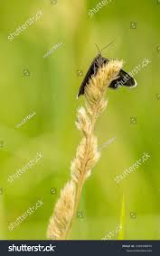 Attēlu rezultāti vaicājumam “Odezia atrata”