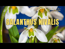 Attēlu rezultāti vaicājumam “Galanthus nivalis fruit”