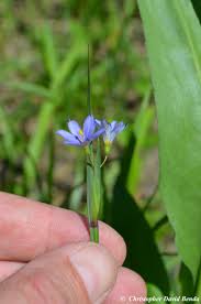 Attēlu rezultāti vaicājumam “Sisyrinchium montanum fruit”