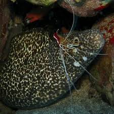 Image result for Dermatolepis inermis