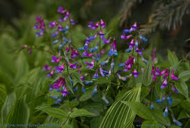 Attēlu rezultāti vaicājumam “Lathyrus vernus”