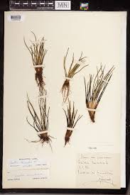 Attēlu rezultāti vaicājumam “Isoetes lacustris”