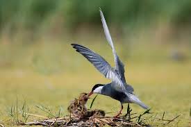 Attēlu rezultāti vaicājumam “Chlidonias hybrida adult”
