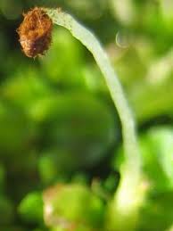 Attēlu rezultāti vaicājumam “Anthocerotopsida”