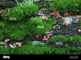 Attēlu rezultāti vaicājumam “Arcyria major”