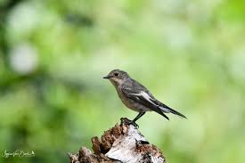 Attēlu rezultāti vaicājumam “Ficedula hypoleuca”