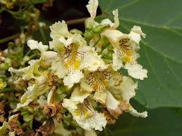 Attēlu rezultāti vaicājumam “Catalpa ovata flower”
