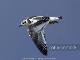 Attēlu rezultāti vaicājumam “Larus minutus”