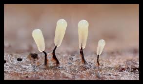 Attēlu rezultāti vaicājumam “Diderma subincarnatum”