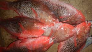 Image result for Scarus rubroviolaceus