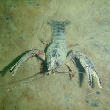 Attēlu rezultāti vaicājumam “Astacus astacus”