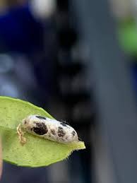 Attēlu rezultāti vaicājumam “Ichneumonidae cocoon”