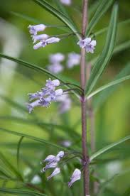 Attēlu rezultāti vaicājumam “Polygonatum verticillatum leaf”