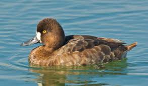 Image result for Aythya affinis