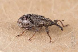 Attēlu rezultāti vaicājumam “Anthonomus pomorum”